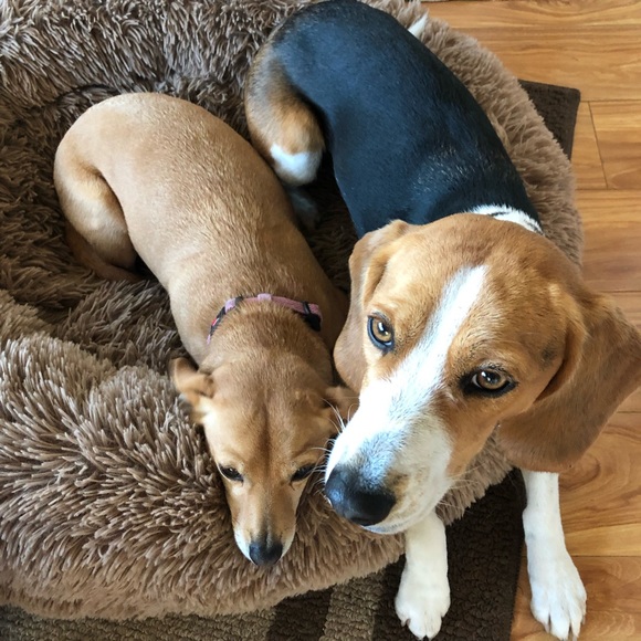 Pet Items ๐ถ๐โ๐ฆบ๐ฆฎ๐โโฌ๐ฑ - Picture 9 of 16